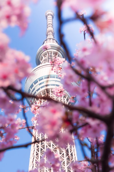 There is a tree near the tower during the day, white and blue pink cherry trees
